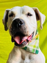 LANA, Hund, Dogo Argentino Mischling in Springe - Bild 11