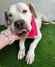 LANA, Hund, Dogo Argentino Mischling in Springe - Bild 12
