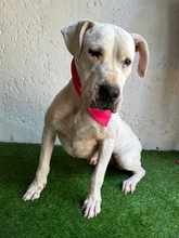 LANA, Hund, Dogo Argentino Mischling in Springe - Bild 13