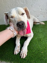 LANA, Hund, Dogo Argentino Mischling in Springe - Bild 14