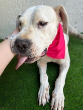 LANA, Hund, Dogo Argentino Mischling in Springe - Bild 15