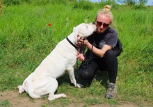 LANA, Hund, Dogo Argentino Mischling in Springe - Bild 16