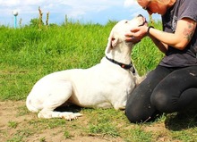 LANA, Hund, Dogo Argentino Mischling in Springe - Bild 17