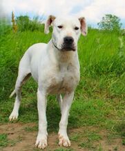 LANA, Hund, Dogo Argentino Mischling in Springe - Bild 19