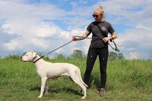LANA, Hund, Dogo Argentino Mischling in Springe - Bild 2