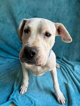 LANA, Hund, Dogo Argentino Mischling in Springe - Bild 4