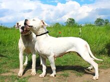 LANA, Hund, Dogo Argentino Mischling in Springe - Bild 5
