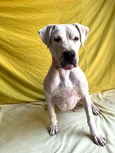 LANA, Hund, Dogo Argentino Mischling in Springe - Bild 6
