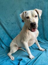 LANA, Hund, Dogo Argentino Mischling in Springe - Bild 7
