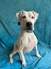 LANA, Hund, Dogo Argentino Mischling in Springe - Bild 8