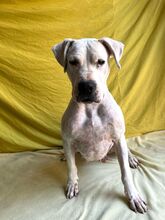 LANA, Hund, Dogo Argentino Mischling in Springe - Bild 9