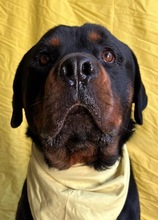 ALI, Hund, Rottweiler in Seelze - Bild 1