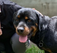 ALI, Hund, Rottweiler in Seelze - Bild 11