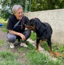 ALI, Hund, Rottweiler in Seelze - Bild 12