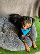 ALI, Hund, Rottweiler in Seelze - Bild 13