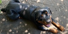 ALI, Hund, Rottweiler in Seelze - Bild 14
