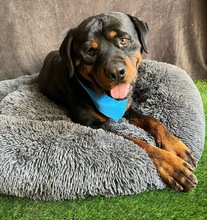 ALI, Hund, Rottweiler in Seelze - Bild 15