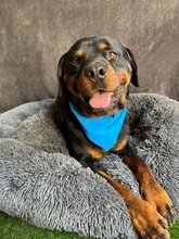 ALI, Hund, Rottweiler in Seelze - Bild 16
