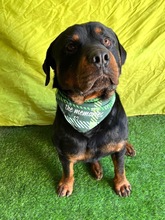 ALI, Hund, Rottweiler in Seelze - Bild 17