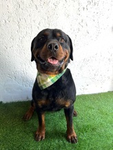 ALI, Hund, Rottweiler in Seelze - Bild 18