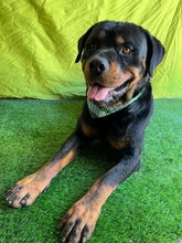 ALI, Hund, Rottweiler in Seelze - Bild 19