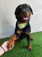 ALI, Hund, Rottweiler in Seelze - Bild 2