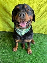 ALI, Hund, Rottweiler in Seelze - Bild 20