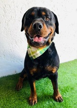 ALI, Hund, Rottweiler in Seelze - Bild 4