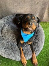 ALI, Hund, Rottweiler in Seelze - Bild 5