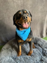 ALI, Hund, Rottweiler in Seelze - Bild 6