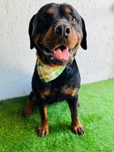 ALI, Hund, Rottweiler in Seelze - Bild 7