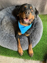 ALI, Hund, Rottweiler in Seelze - Bild 8