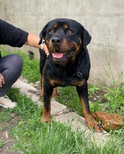 ALI, Hund, Rottweiler in Seelze - Bild 9