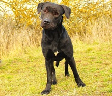 HENDRIK, Hund, Mischlingshund in Wennigsen - Bild 10