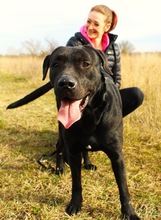 HENDRIK, Hund, Mischlingshund in Wennigsen - Bild 11