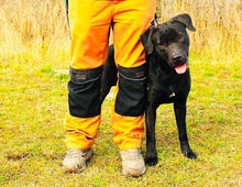 HENDRIK, Hund, Mischlingshund in Wennigsen - Bild 12