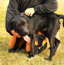 HENDRIK, Hund, Mischlingshund in Wennigsen - Bild 13
