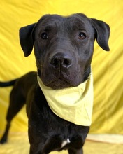 HENDRIK, Hund, Mischlingshund in Wennigsen - Bild 4