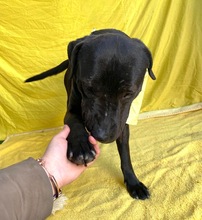 HENDRIK, Hund, Mischlingshund in Wennigsen - Bild 7
