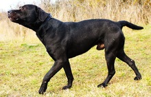 HENDRIK, Hund, Mischlingshund in Wennigsen - Bild 8