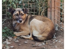 KARLCHEN, Hund, Mischlingshund in Rumänien - Bild 1