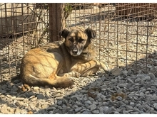 KARLCHEN, Hund, Mischlingshund in Rumänien - Bild 2