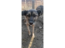 KARLCHEN, Hund, Mischlingshund in Rumänien - Bild 3