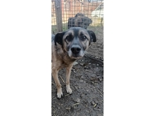 KARLCHEN, Hund, Mischlingshund in Rumänien - Bild 4