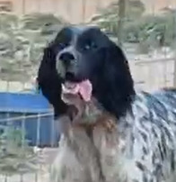 FIONA, Hund, English Setter in Griechenland - Bild 1
