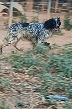 FIONA, Hund, English Setter in Griechenland - Bild 2