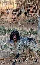 FIONA, Hund, English Setter in Griechenland - Bild 3