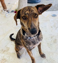 XILA, Hund, Mischlingshund in Griechenland