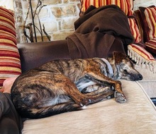 XILA, Hund, Mischlingshund in Griechenland - Bild 10