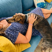 XILA, Hund, Mischlingshund in Griechenland - Bild 11